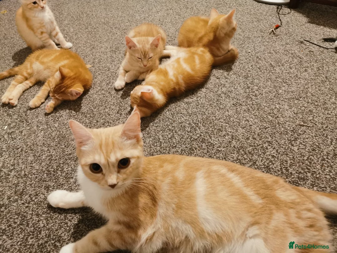 British Shorthair cats for sale: 7 Gorgeous ginger BSHxASH kittens to be rehomed - Image 9