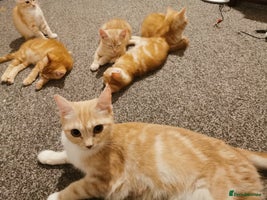British Shorthair cats - Advert 7