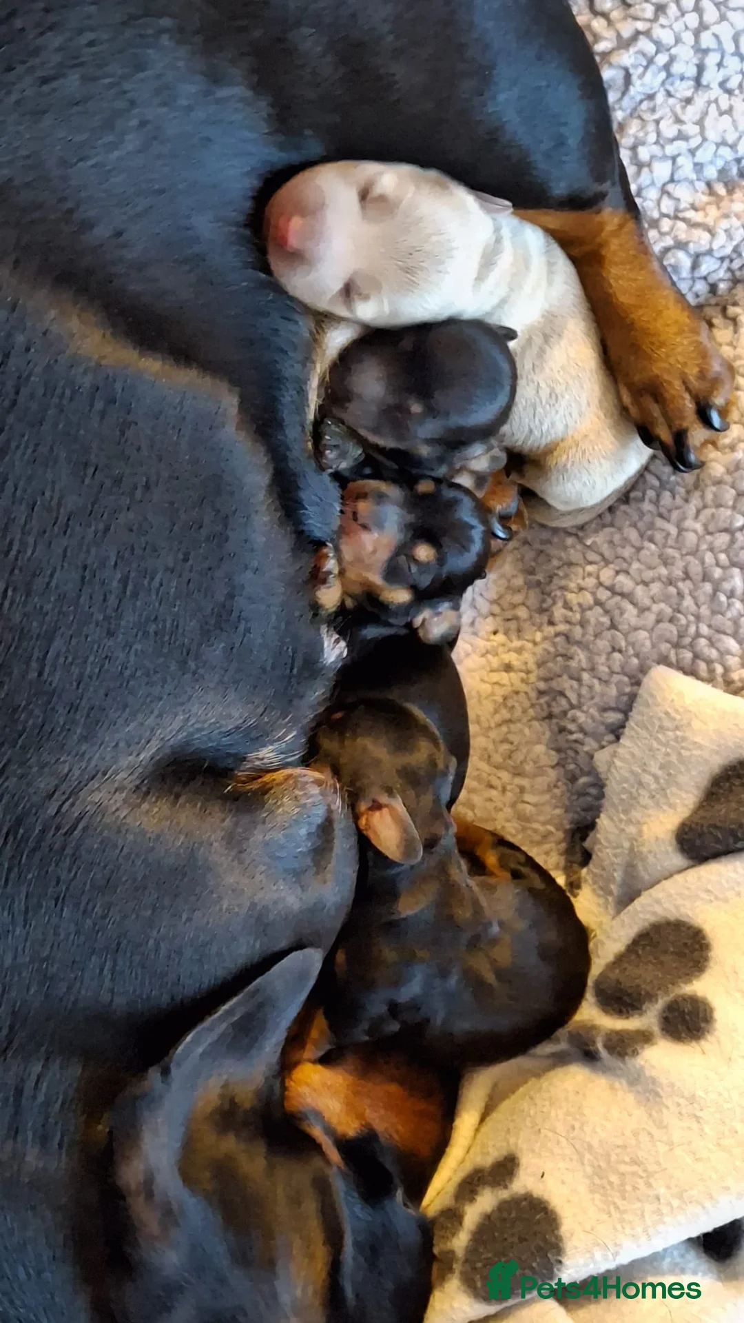 Dachshund dogs for sale: Miniature Dauchund Isabella and Black/Tan pups.  - Advert 2