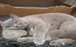 British Shorthair cats for sale: British Shorthair Kittens - Image 4