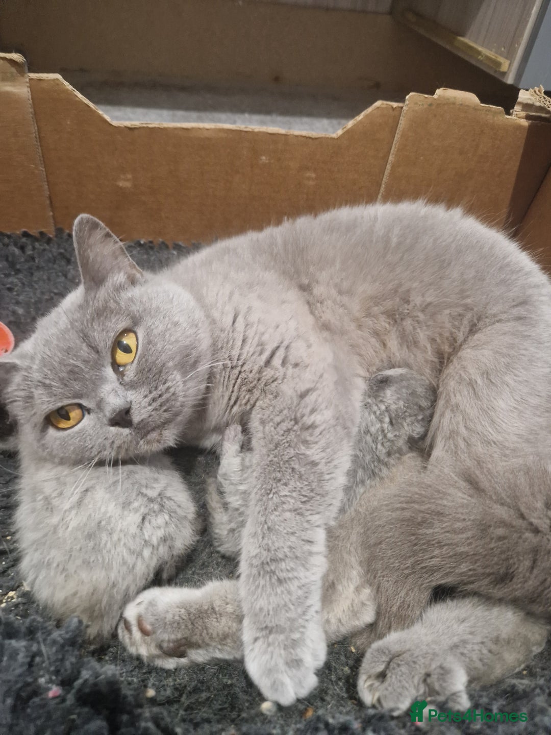 British Shorthair cats for sale: British Shorthair Kittens - Image 4