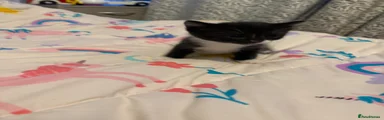 Black white paws girl