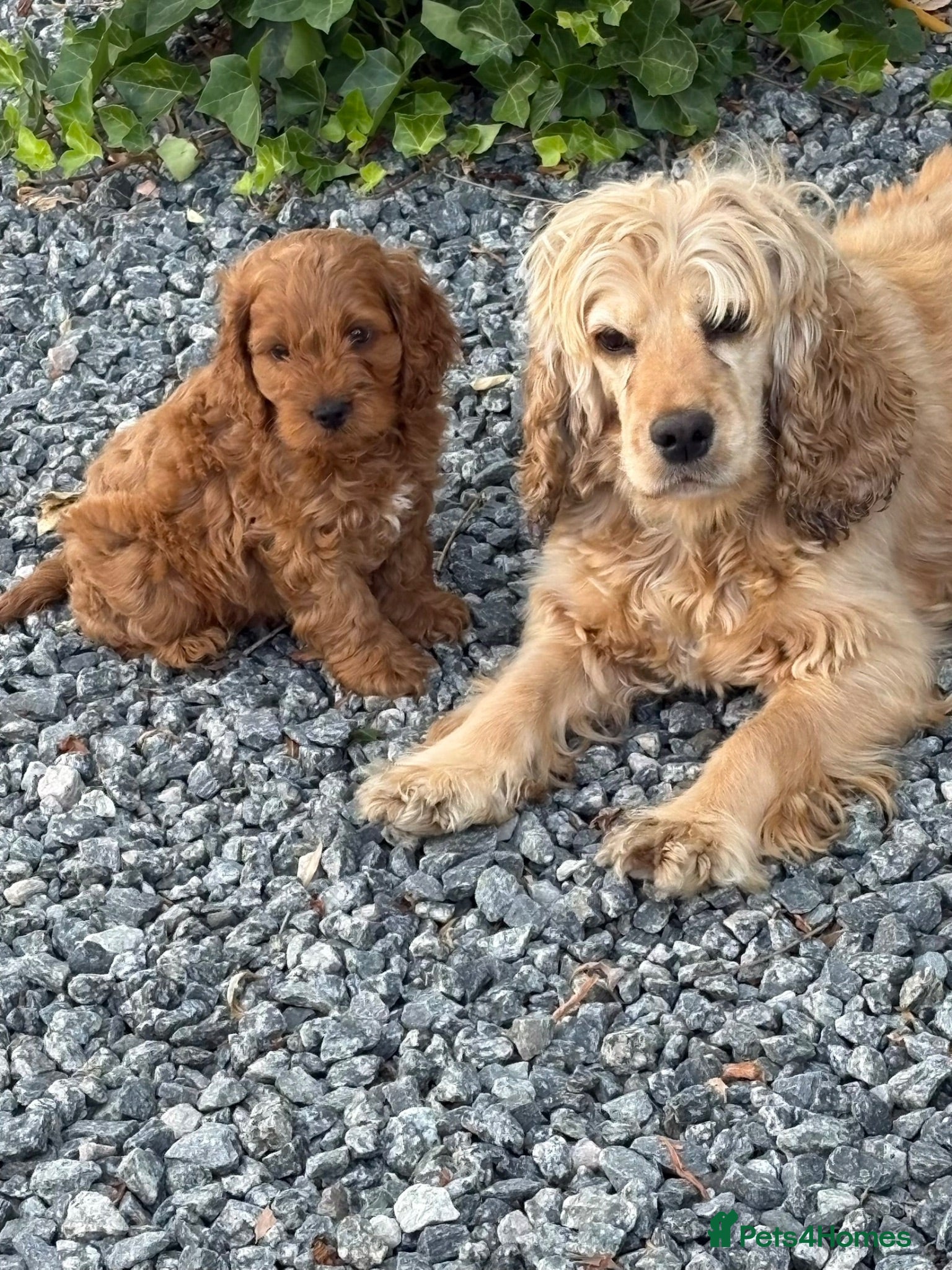 Cockapoo dogs Gorgeous red cockapoo - Advert 1