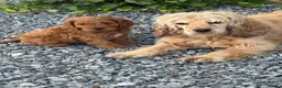 Cockapoo dogs for sale: Gorgeous red cockapoo - Advert 16