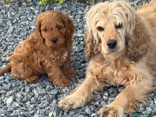 Cockapoo dogs Gorgeous red cockapoo - Advert 1