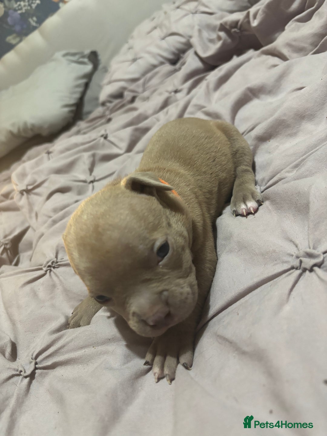 American Bully dogs for sale: Pocket Bully Puppies - Advert 11