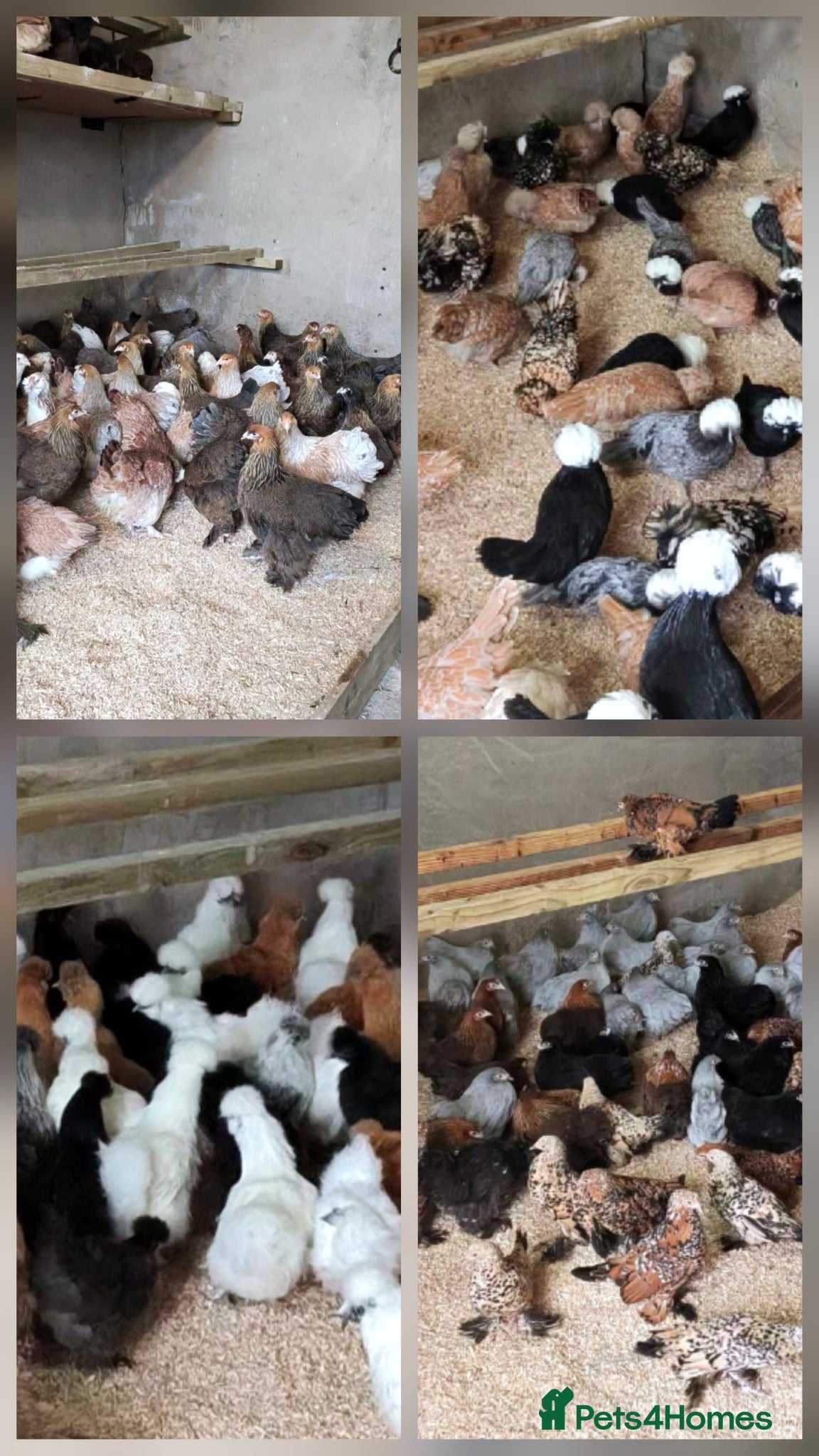 Chickens poultry Pure breed bantams and large fowl - Advert 2