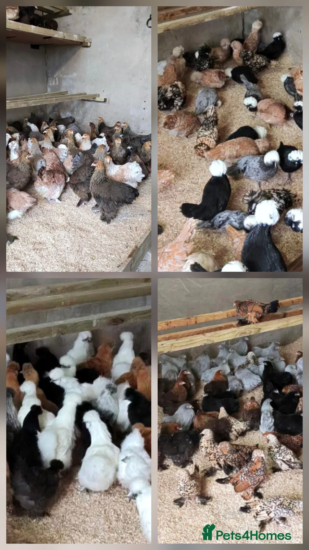 Chickens poultry for sale: Pure breed bantams and large fowl - Advert 2