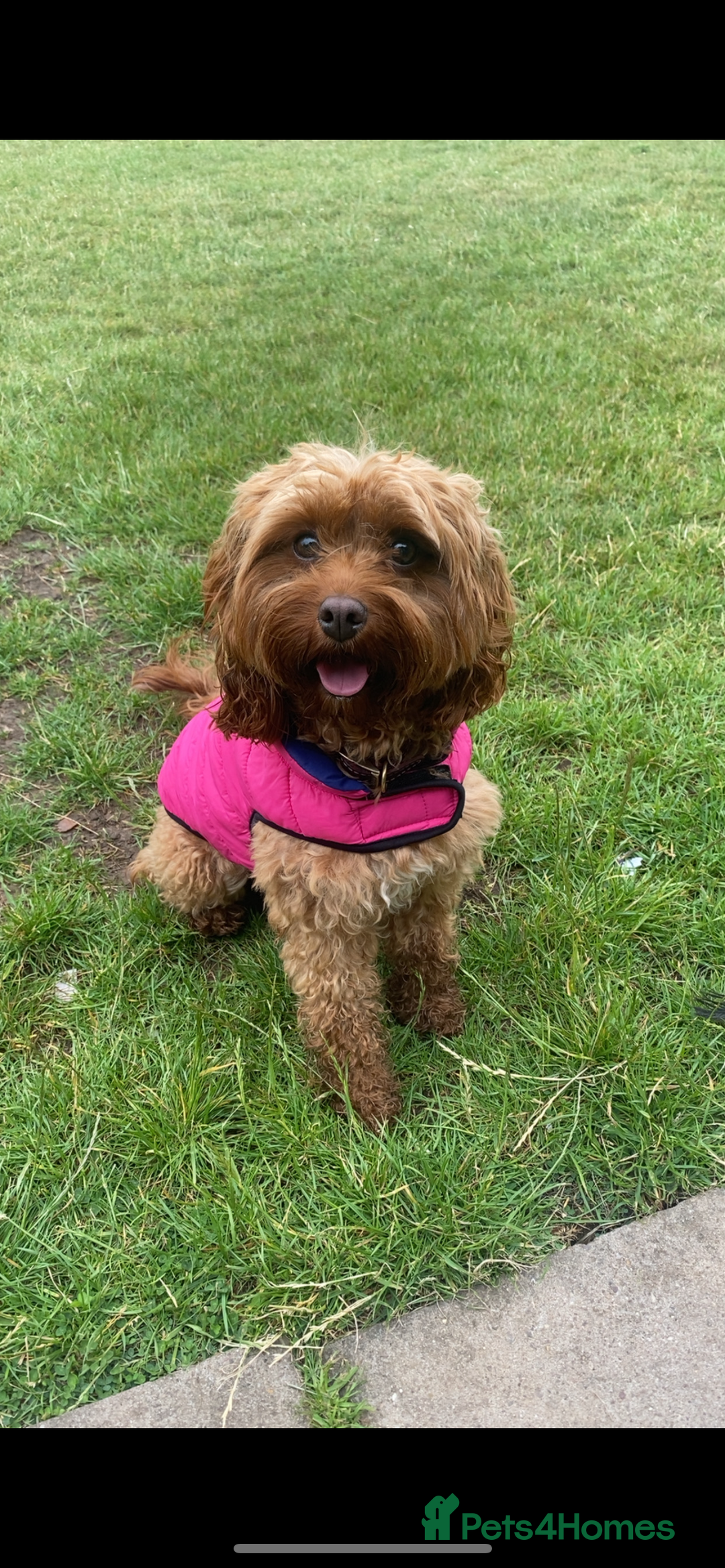 Cavapoo dogs for sale: 🐾 Cavapoo puppies 🐾 - Advert 1