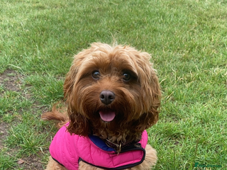 Cavapoo dogs 🐾 Cavapoo puppies 🐾 - Advert 3