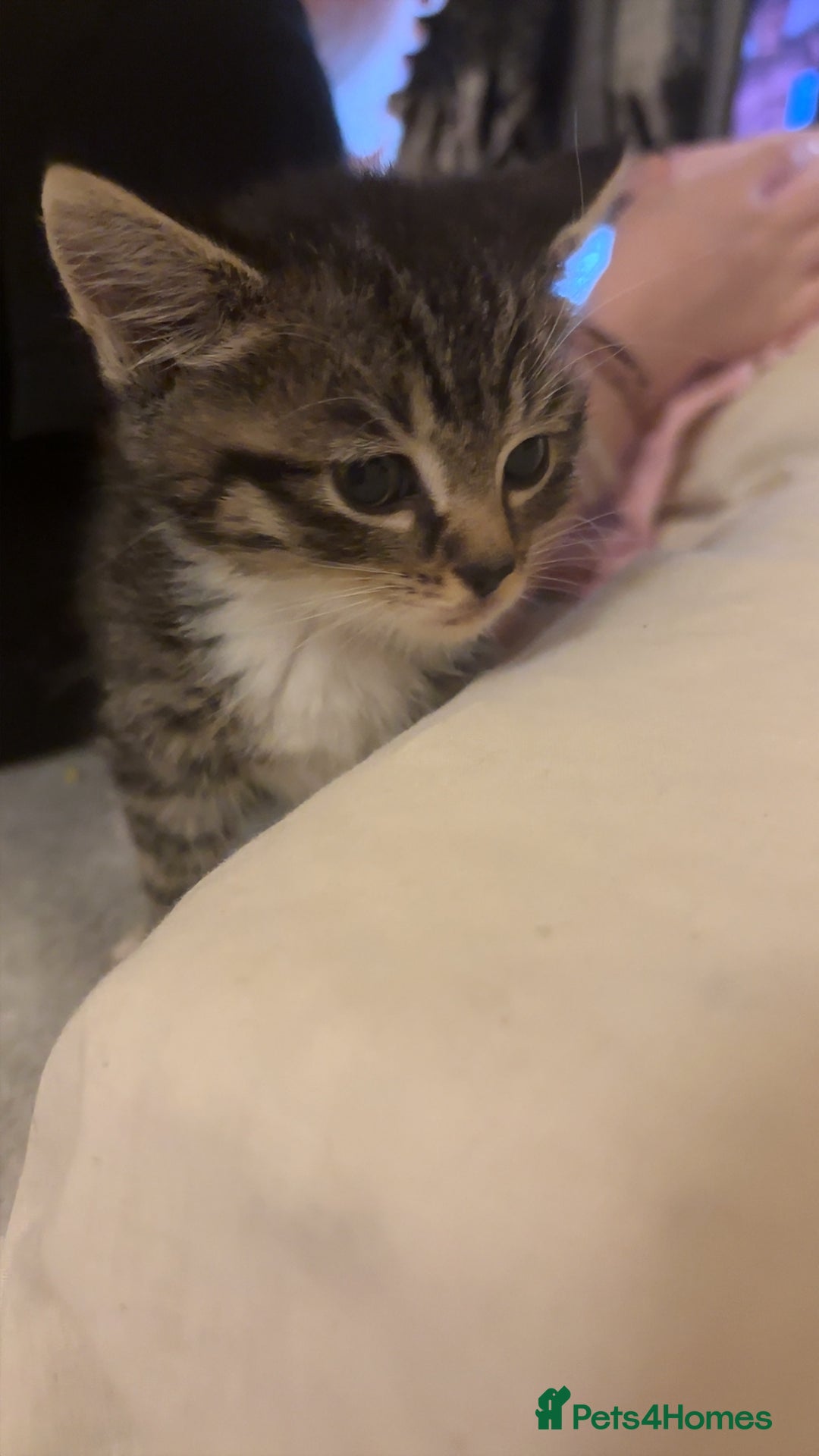 British Shorthair cats for sale: 4 kittens  - Advert 6