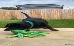 Dachshund dogs for sale: Standard Dachshund- Rehoming - Image 4