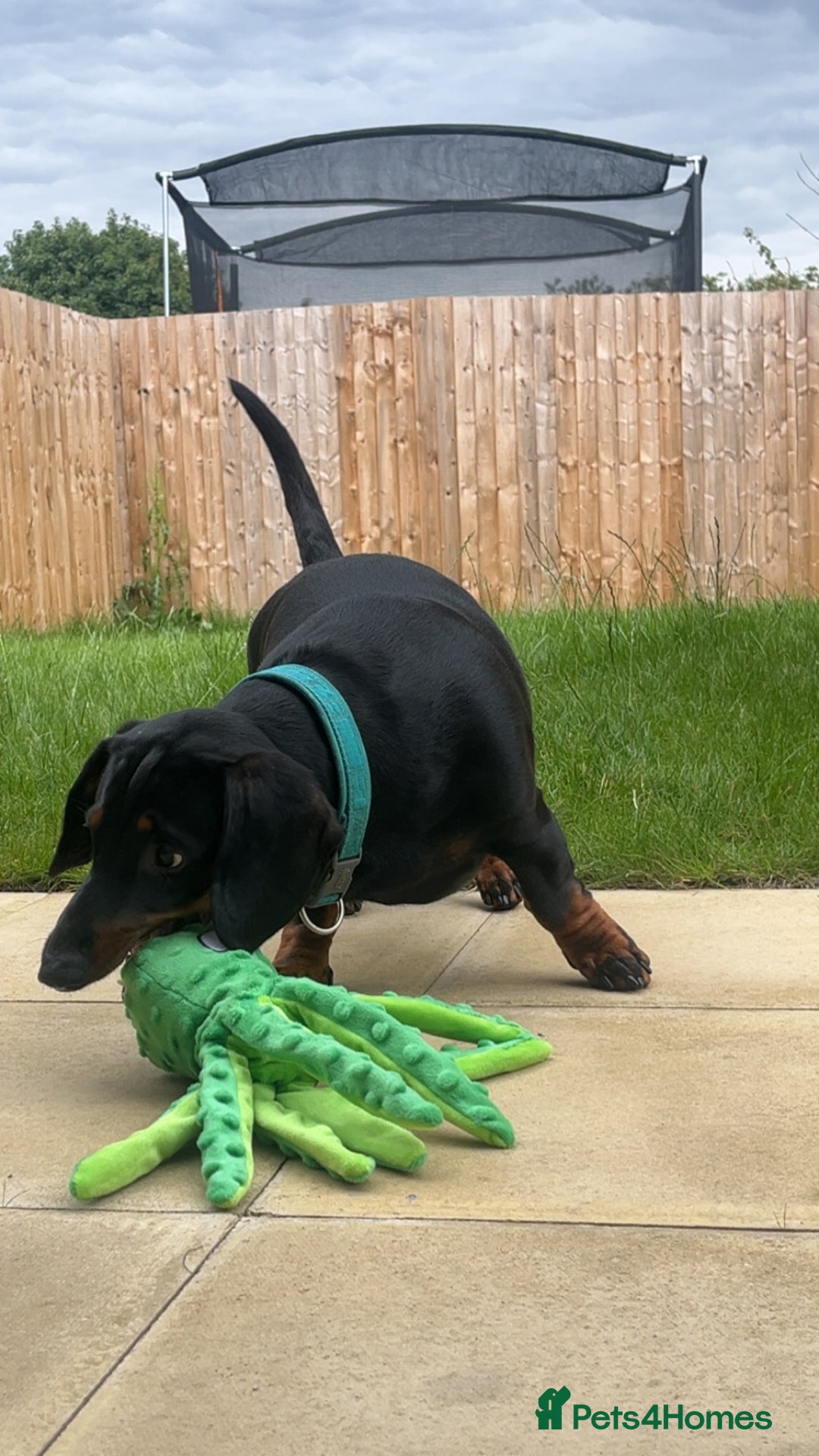 Dachshund dogs for sale: Standard Dachshund- Rehoming - Image 4