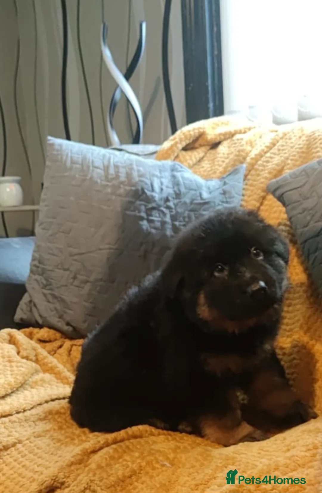 German Shepherd dogs for sale: Kc registered German shepherd puppies - Advert 11