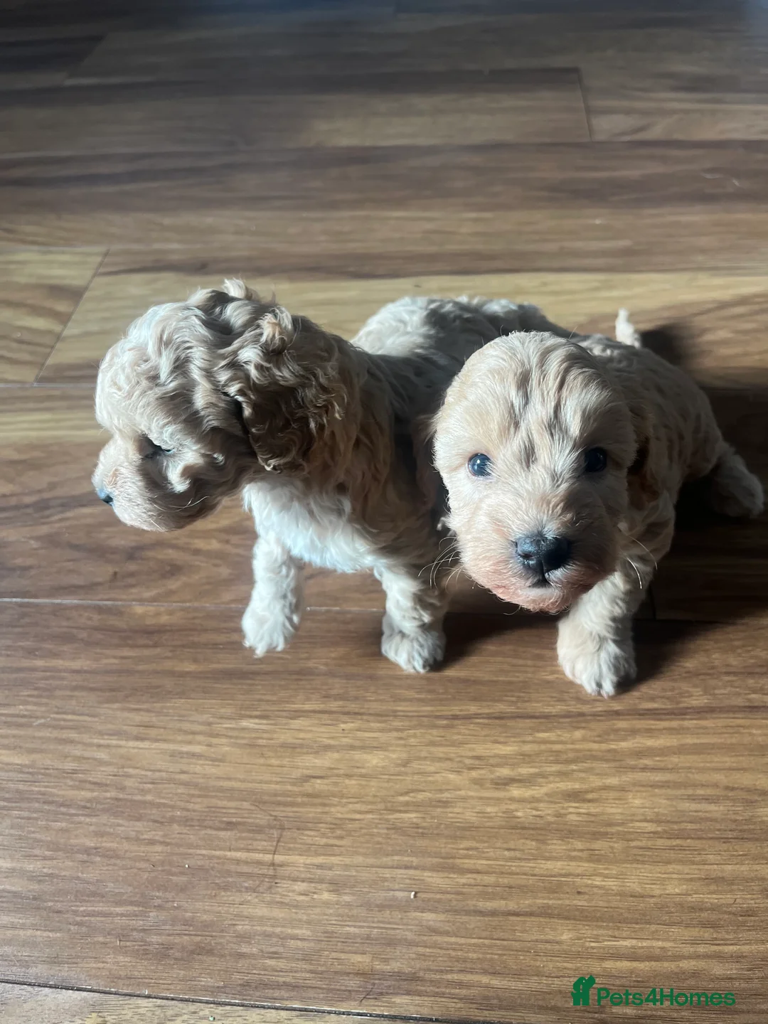 Cockapoo dogs for sale: F1B cockapoo puppies  - Advert 6