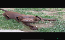 Mixed Breed dogs for sale: 6 month old small puppy  - Image 8