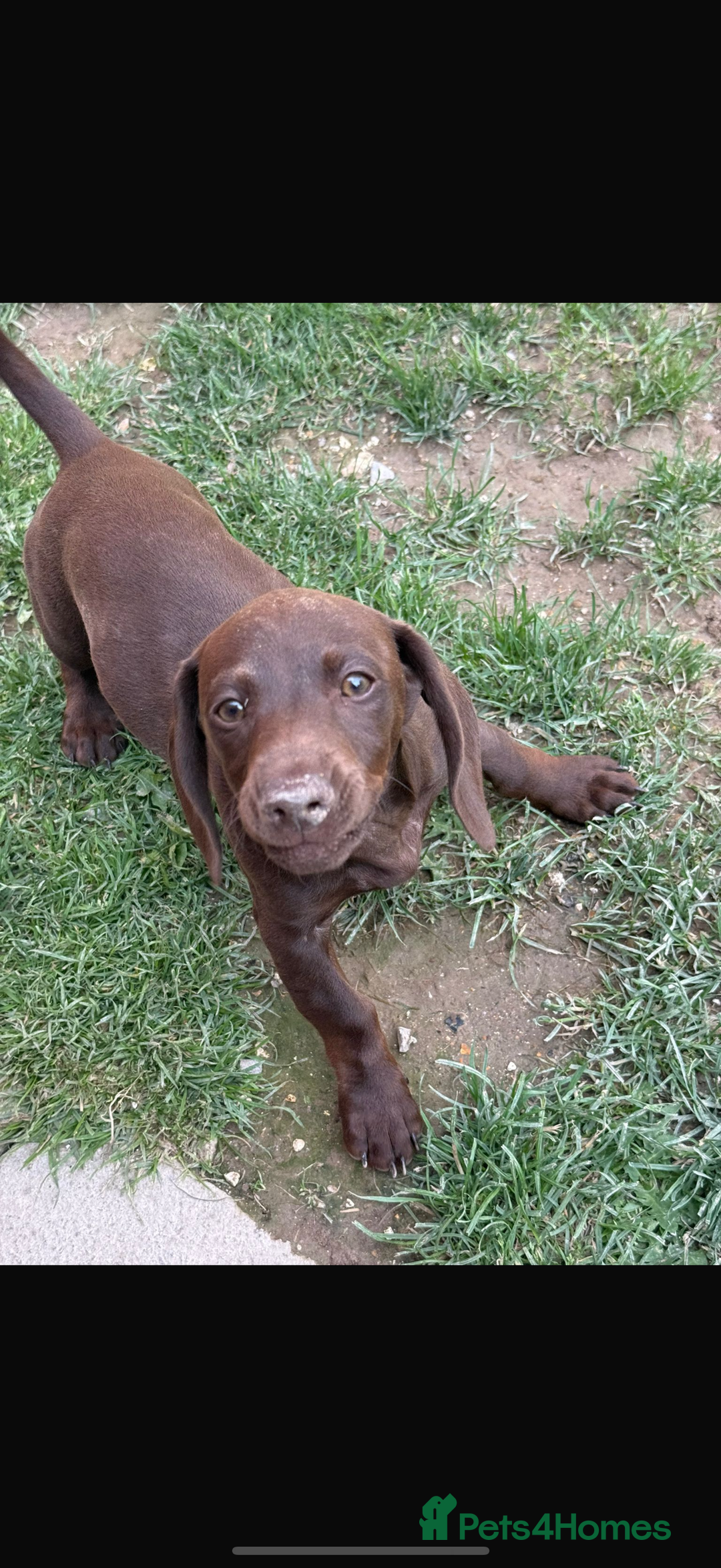 Mixed Breed dogs for sale: 6 month old small puppy  - Image 8
