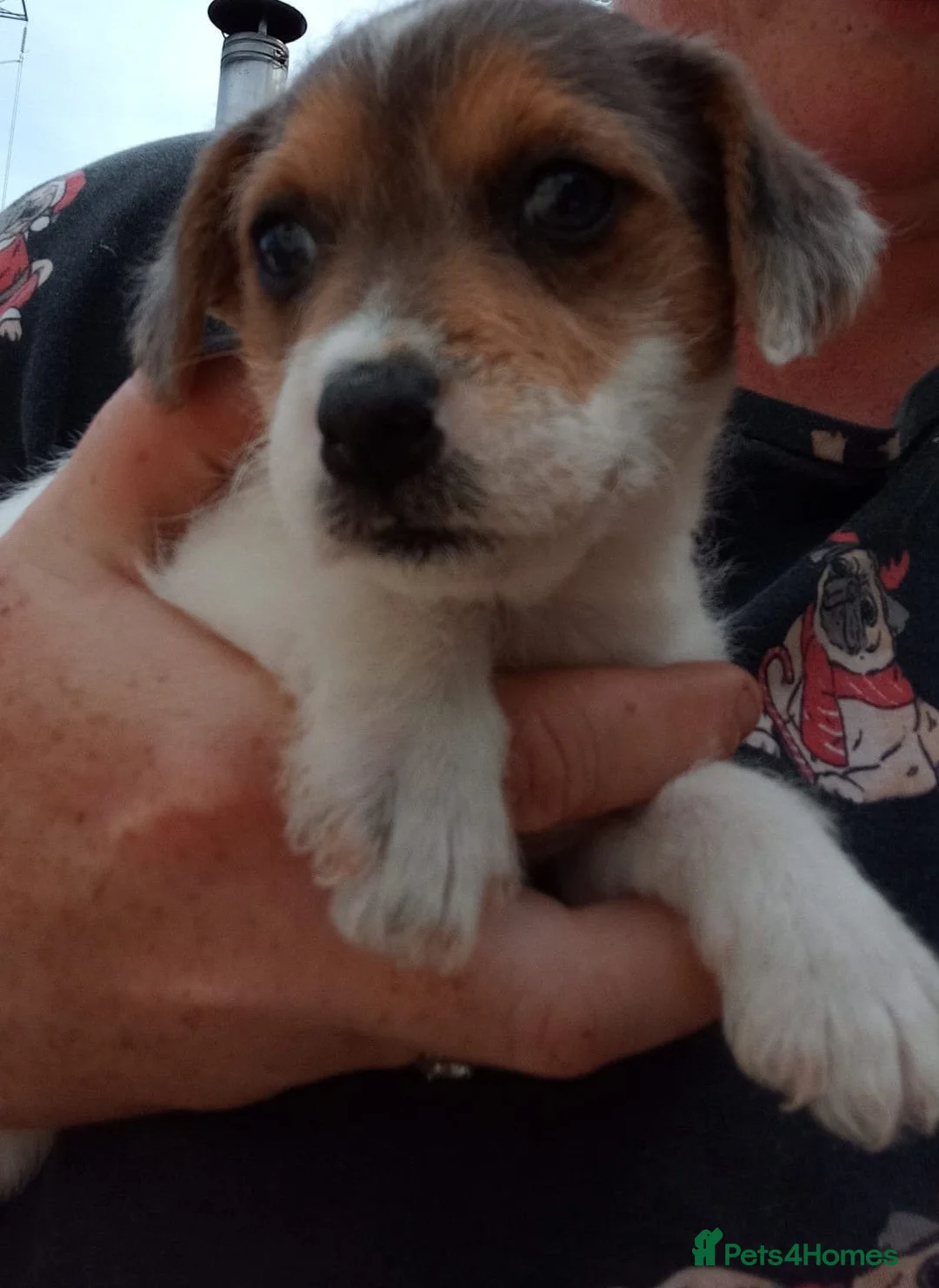 Jack Russell dogs for sale: Jackrussel puppiea for sale  in Southampton - Advert 1