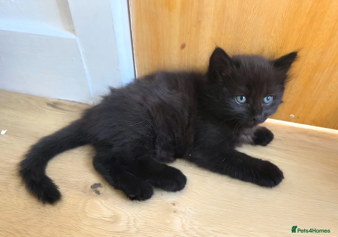 Mixed Breed cats for sale: Two black male kittens for sale  - Advert 1