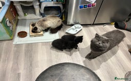 Ragdoll cats for sale: “Adorable Black Ragdoll Kittens – Don’t Miss Out!” - Image 7