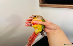 Conures birds for sale: Extremely Tame Sweet Baby Conure - Image 3