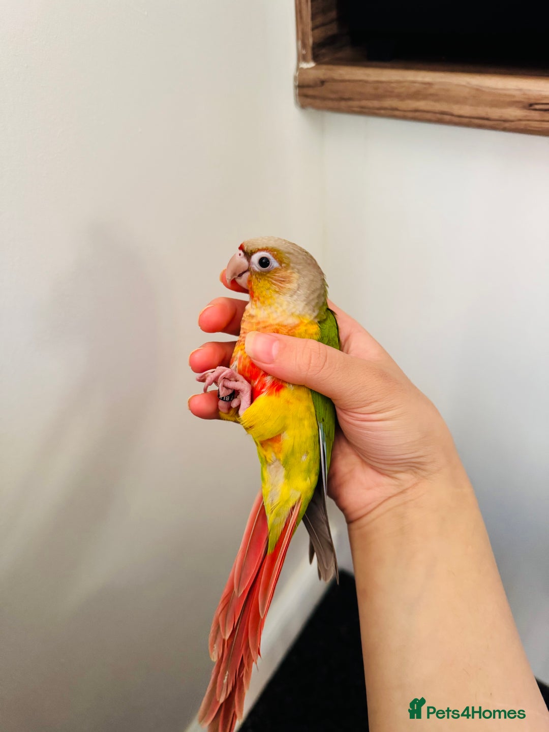 Conures birds for sale: Extremely Tame Sweet Baby Conure - Image 3