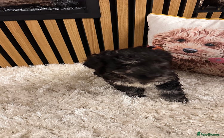 Mixed Breed dogs Gorgeous cockapoos  - Advert 3