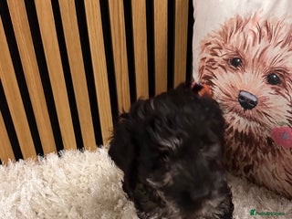 Mixed Breed dogs Gorgeous cockapoos - Advert 2