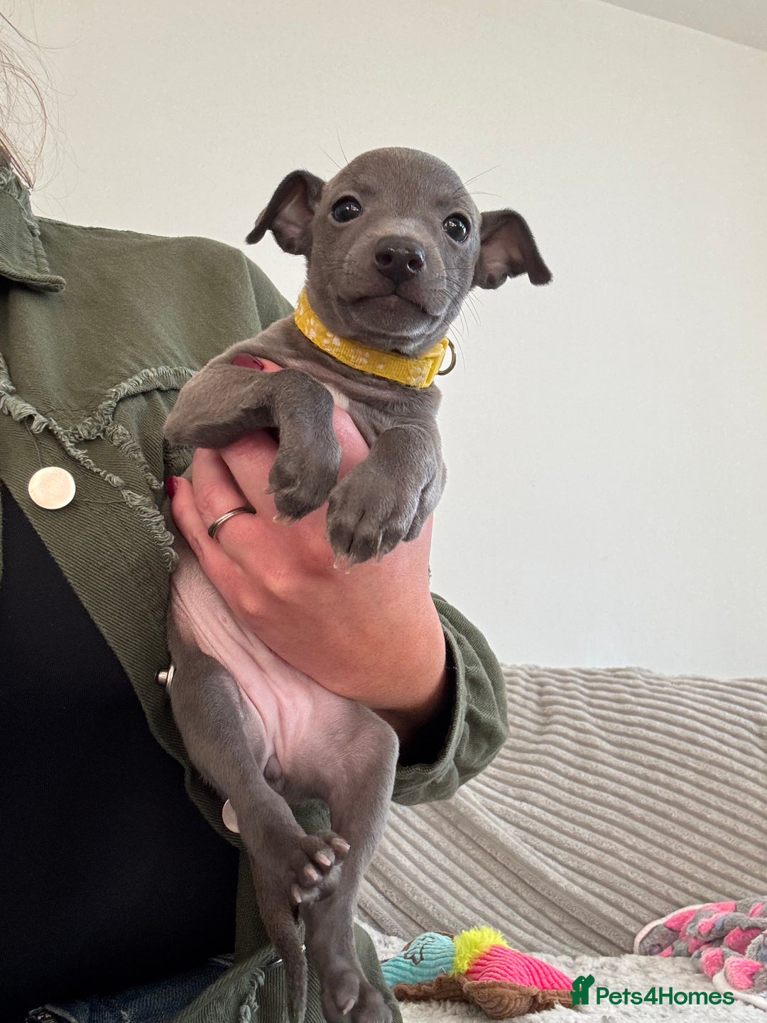 Italian Greyhound dogs for sale: KC registered blue Italian greyhounds for sale - Advert 16