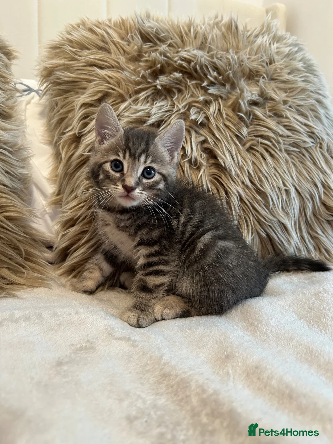 Mixed Breed cats for sale: Blue bengal kittens 🐈‍⬛🏠 - Advert 1
