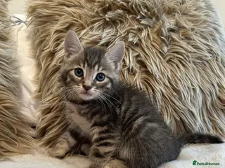 Mixed Breed cats Blue bengal kittens 🐈⬛🏠 - Advert 1