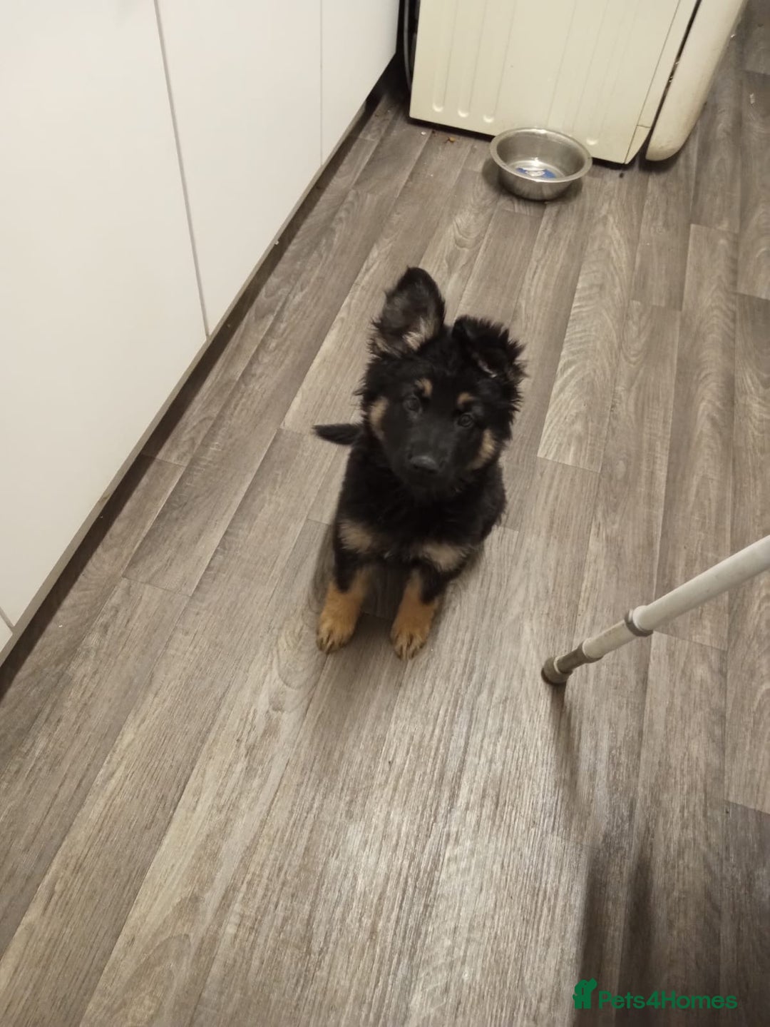 German Shepherd dogs for sale: 2 beautiful German shepherd puppies  - Image 2