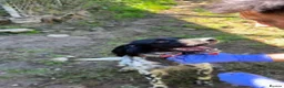 English Setter dogs for adoption: Beltza - Advert 6