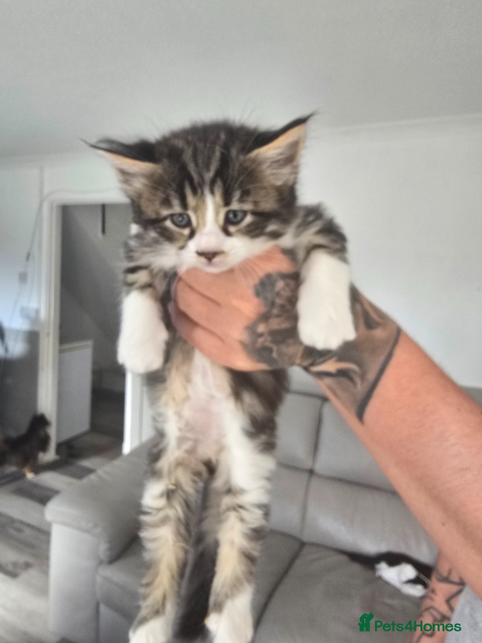 Maine Coon cats for sale: 3/4 Mainecoon Kittens in Pontypridd - Advert 9