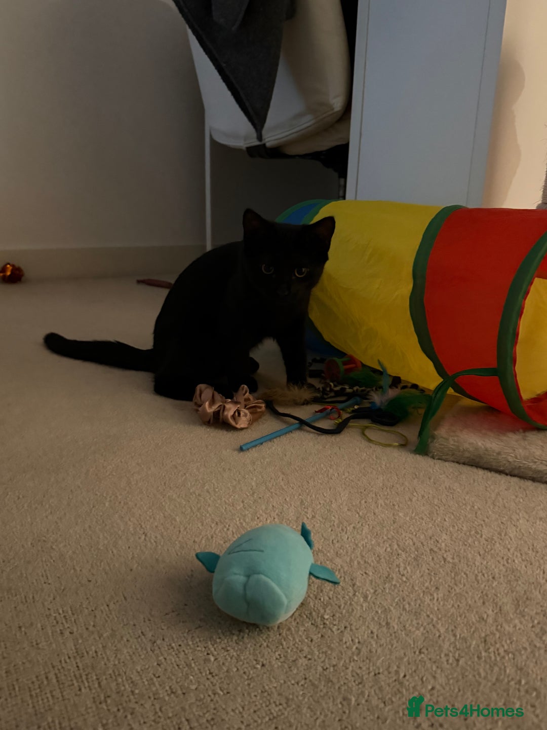 Mixed Breed cats for sale: Friendly Cat Looking for a Loving Home - Advert 8