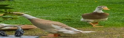 Ducks poultry for sale: Indian Runner Ducks Due April - Hand reared & tame - Advert 8