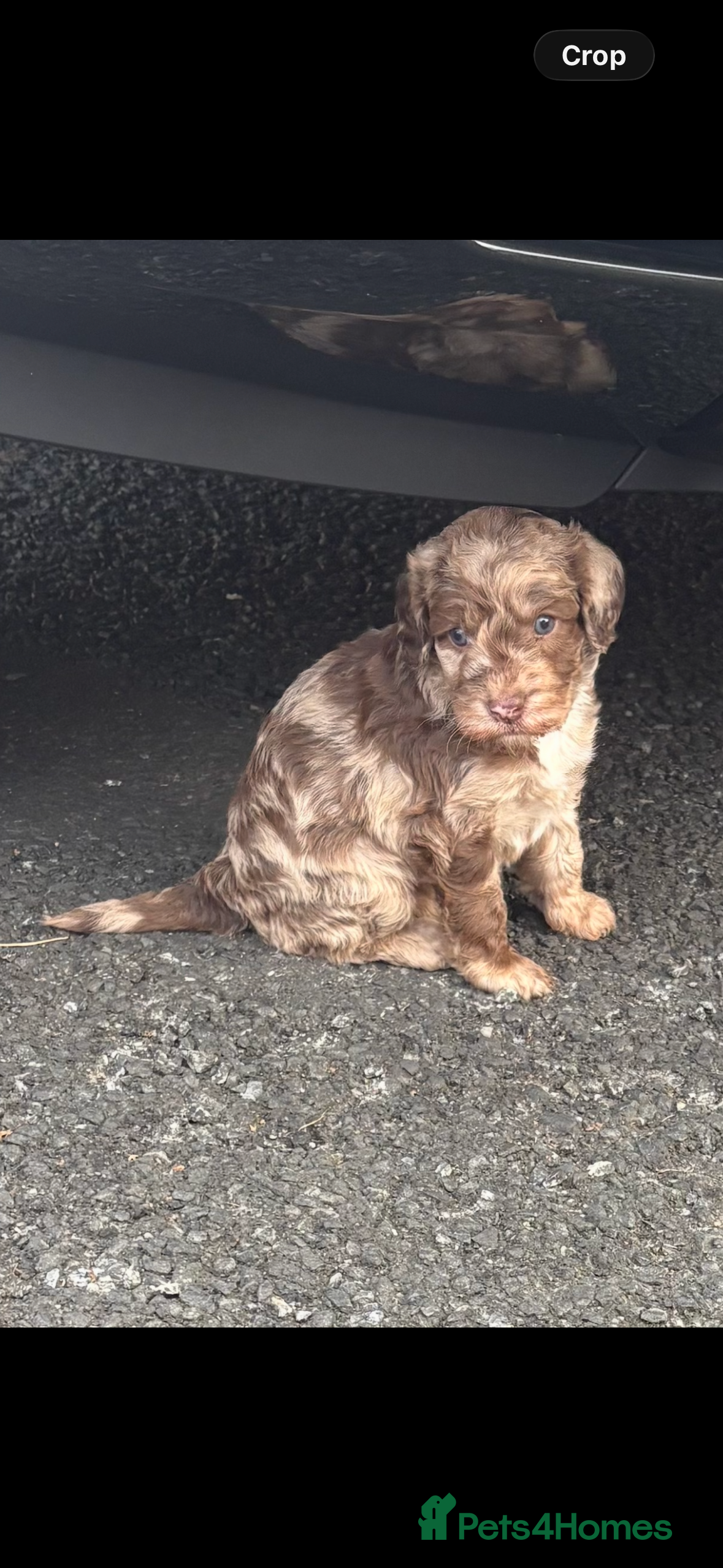 Cockapoo dogs Cockapoo girl puppy - Advert 1