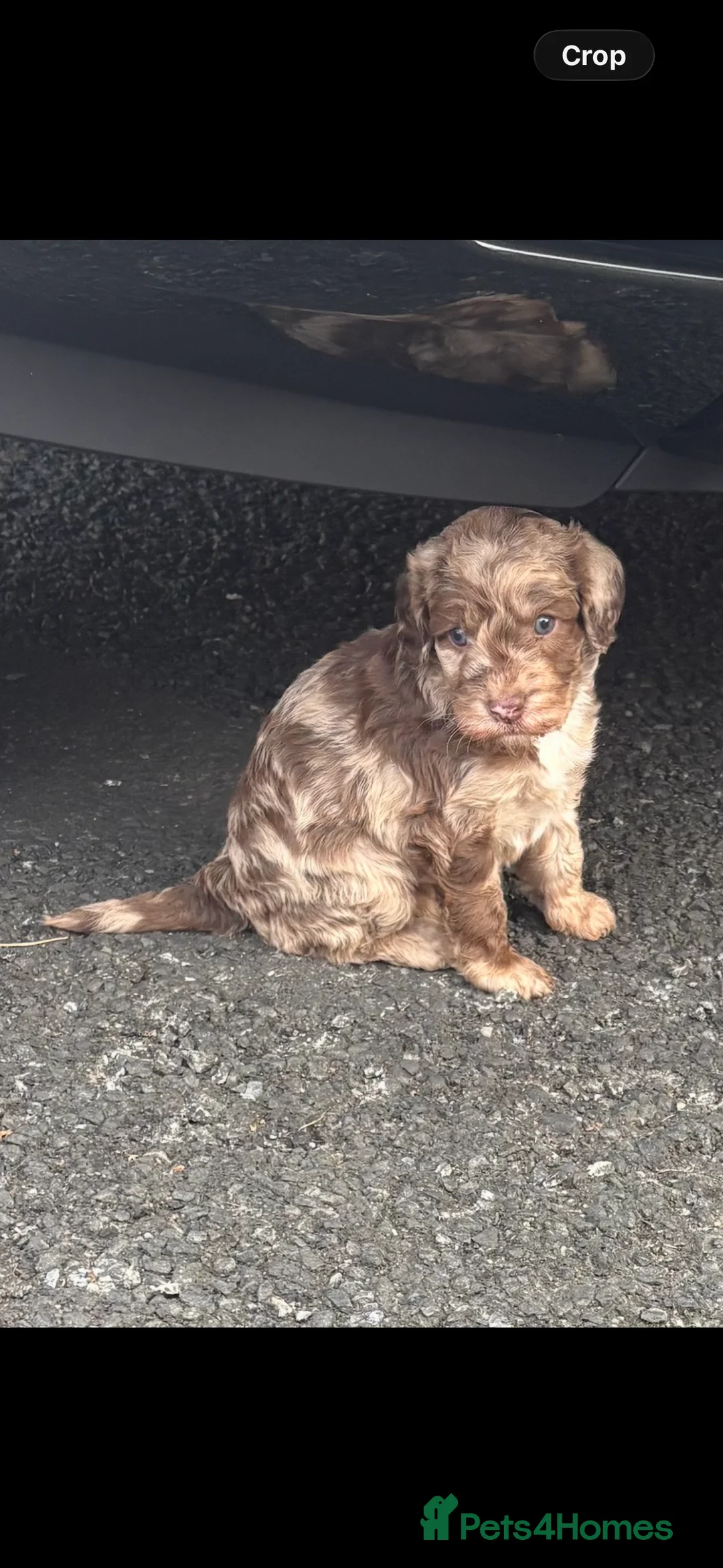 Cockapoo dogs for sale: Cockapoo girl puppy - Advert 1