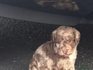 Cockapoo dogs Cockapoo girl puppy - Advert 1