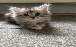 Persian cats for sale: Last 2 Boys! READY TO LEAVE - Image 11