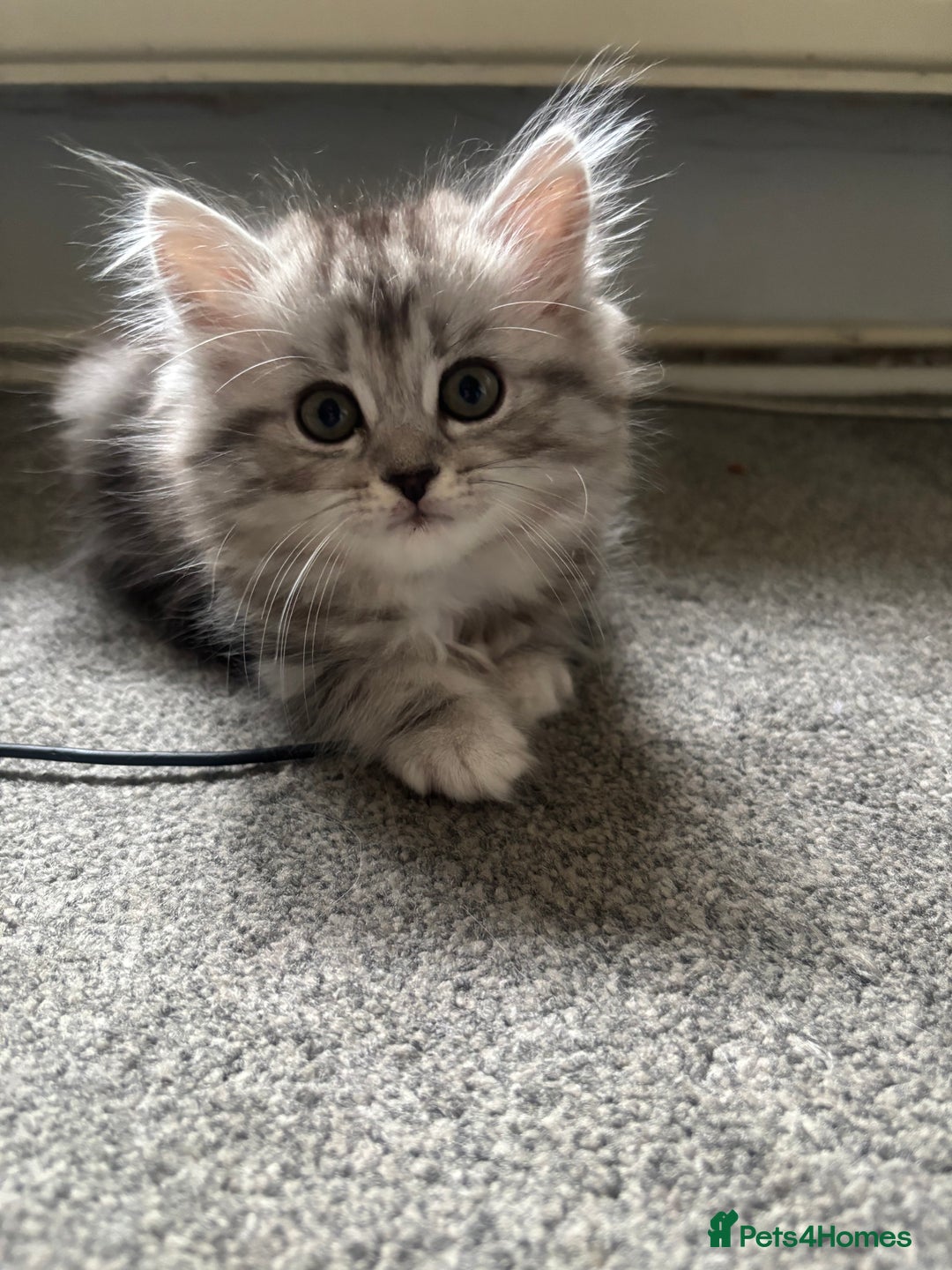 Persian cats for sale: Last 2 Boys! READY TO LEAVE - Image 11
