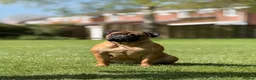 Bullmastiff dogs for sale:  Bullmastiff puppies available for loving homes in Taunton - Advert 11