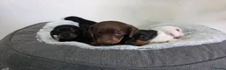 Dachshund dogs for sale: Beautiful Standard Dachshund Puppies  - Advert 8