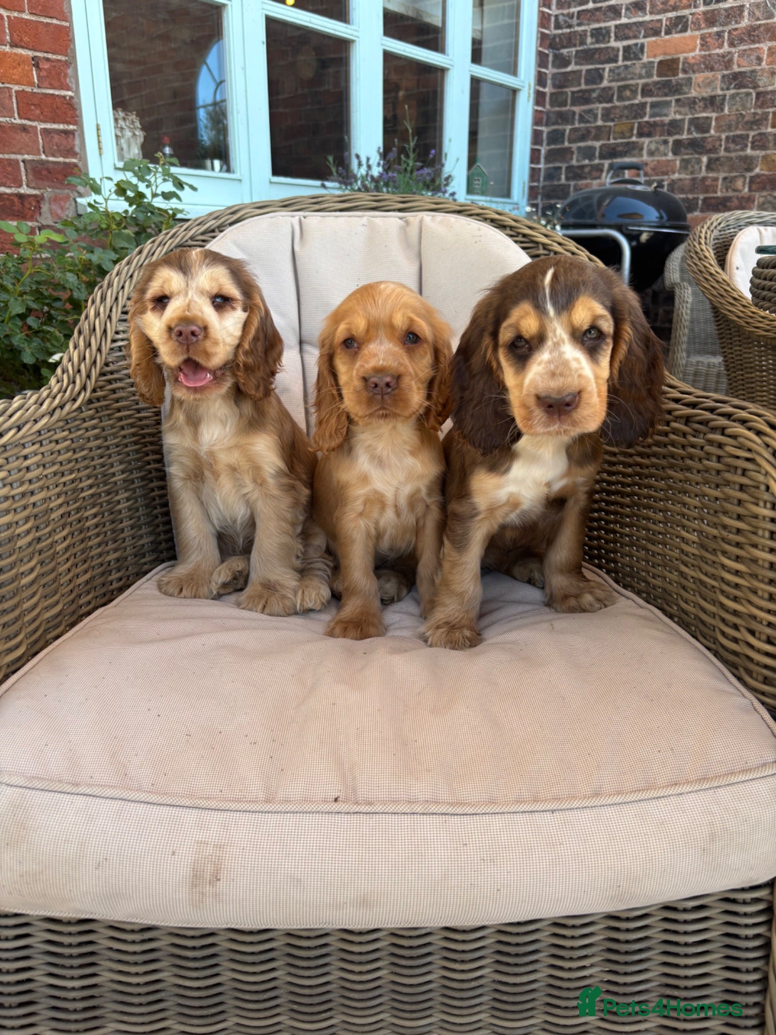 Cocker Spaniel dogs Beautiful KC show cocker spaniels  - Advert 2