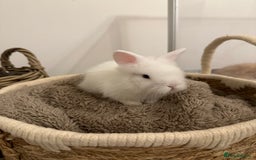 Lionhead rabbits for sale: 5 Gorgeous Fluffy Double Maned Lionheads - Image 3