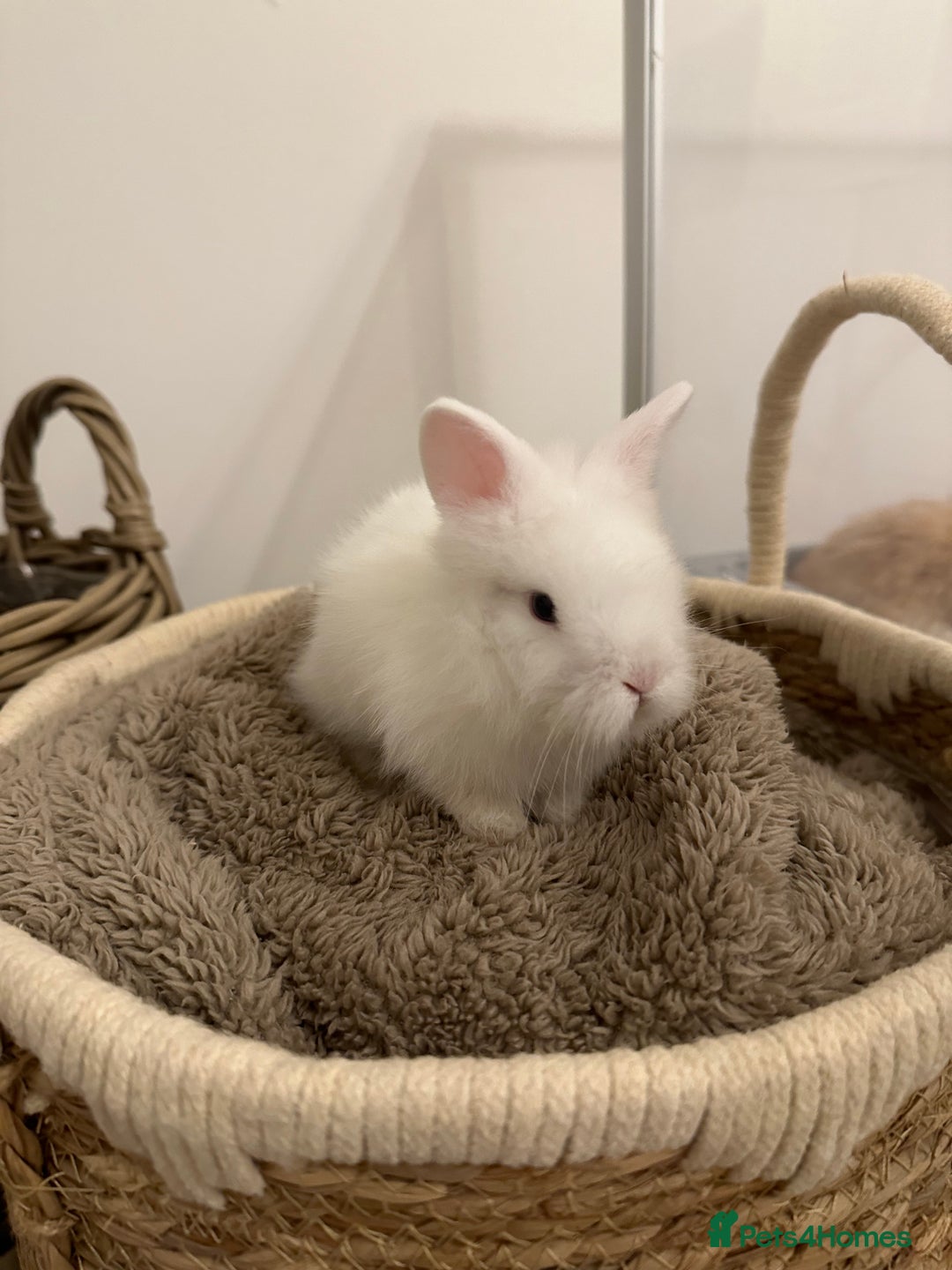 Lionhead rabbits for sale: 5 Gorgeous Fluffy Double Maned Lionheads - Image 3