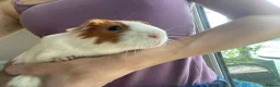 Guinea Pig rodents for sale: Female baby and mum Guinea pig  - Advert 13