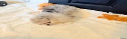 Pomeranian dogs for sale: Beautiful Merle Pomeranian  in Basildon - Advert 1