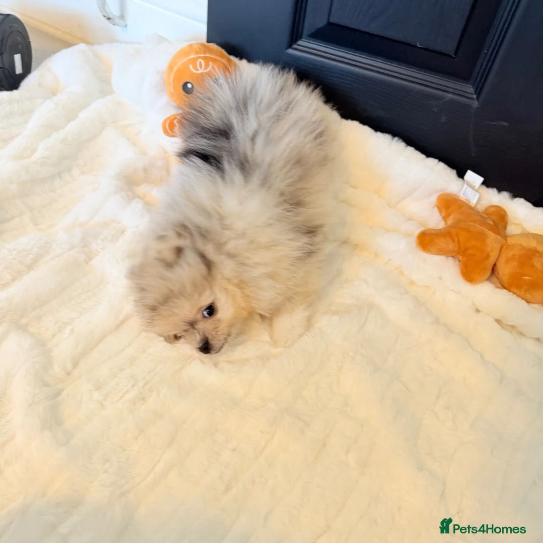 Pomeranian dogs for sale: Beautiful Merle Pomeranian  in Basildon - Advert 1