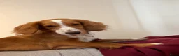 Cocker Spaniel dogs for sale: Lucky 8 month old cocker spaniel  in Wallasey - Advert 2
